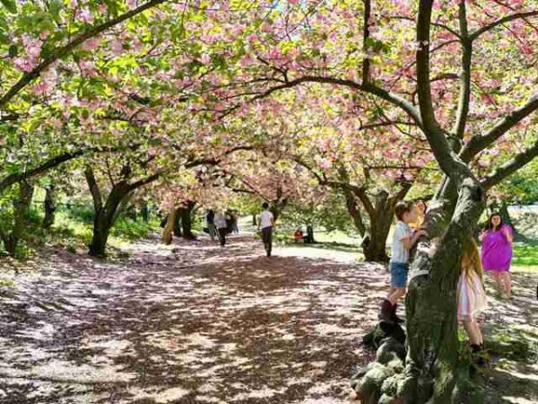 セントラルパークへ今行くなら 人気の八重桜スポット! - Petite New York