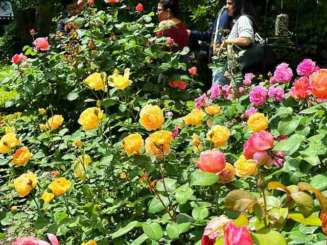 ニューヨーク 美しいバラの秘密の花園 Jefferson Market Garden