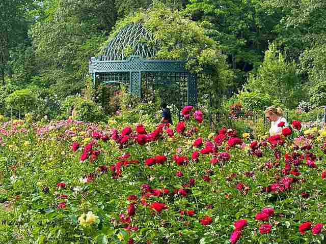 ニューヨーク植物園の美しいローズガーデン バラが満開です！Peggy