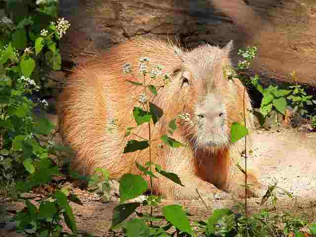 ニューヨーク スタテンアイランド動物園 カピバラ アムールヒョウ